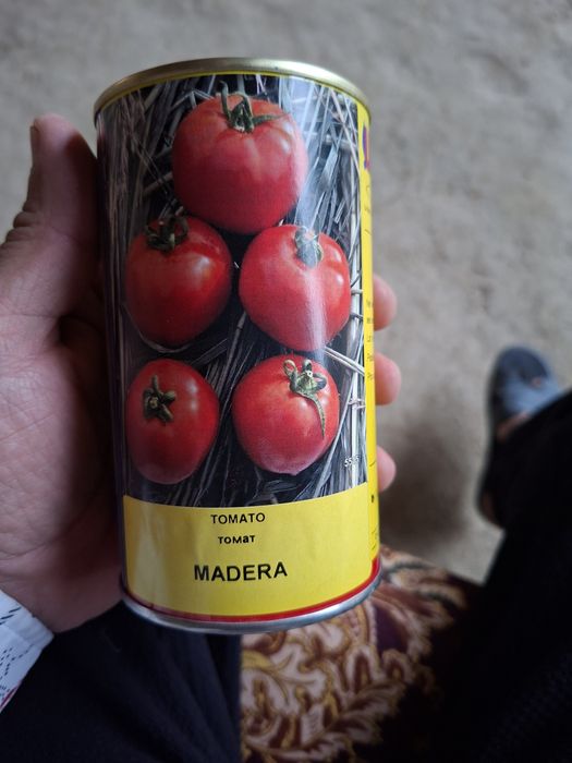Памидор кучат сот