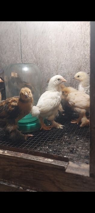 Цыплята *БРАМА* подрощенные