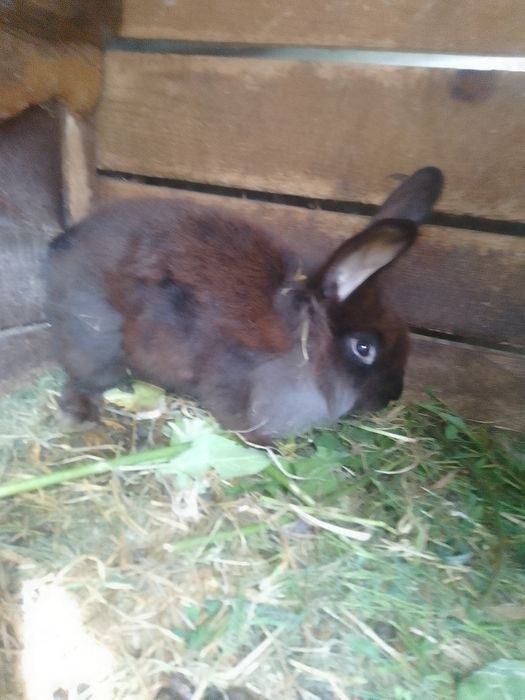 Guineea și iepurași de vânzare
