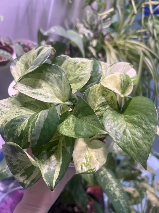 Эпипремнум Манжула, Себублю