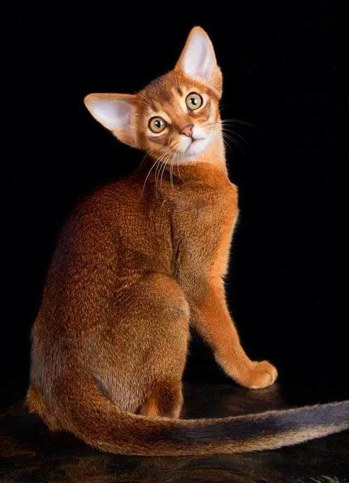 Продажа АБИССИНСКИЕ - kittens