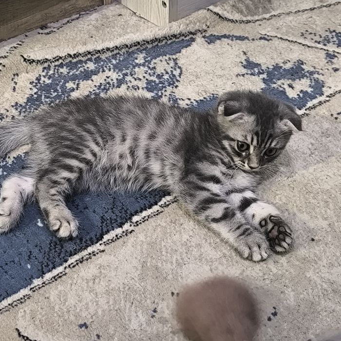 Котята породистые