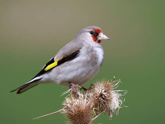 Продам щеглов седоголовых