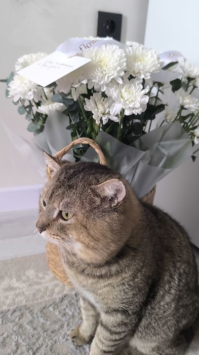 Отдам кота в добрые руки