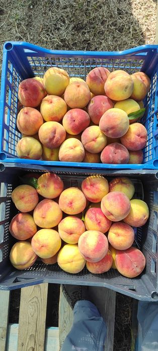 Продавам праскови