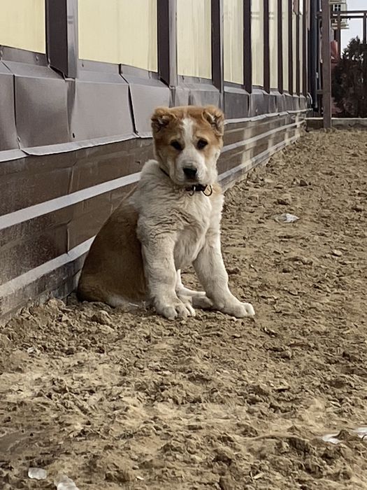 Сао 3,5 ай Алабай