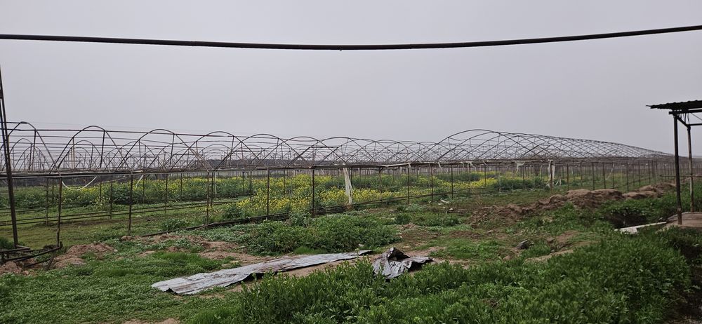 теплица 3 гектар жой ижарага берилади