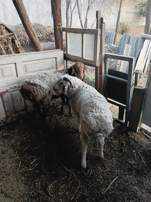 Quchqorlar. Sotiladi 2 ta bor