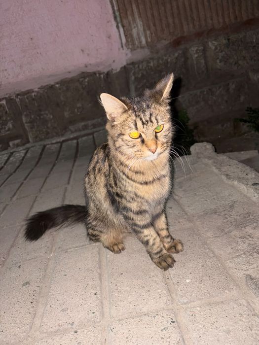 Отдадим котёнка в добрые руки