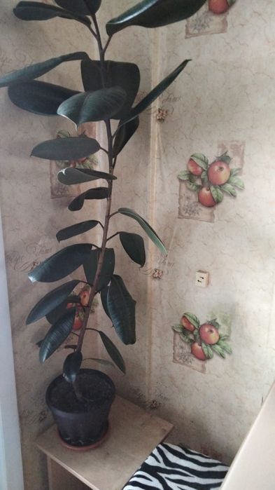 Продам Фикус.        .