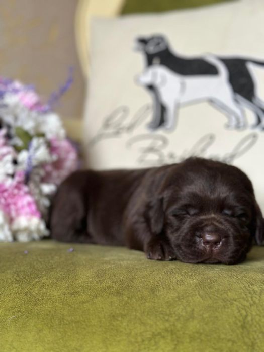 Щенки лабрадора, питомник, документы