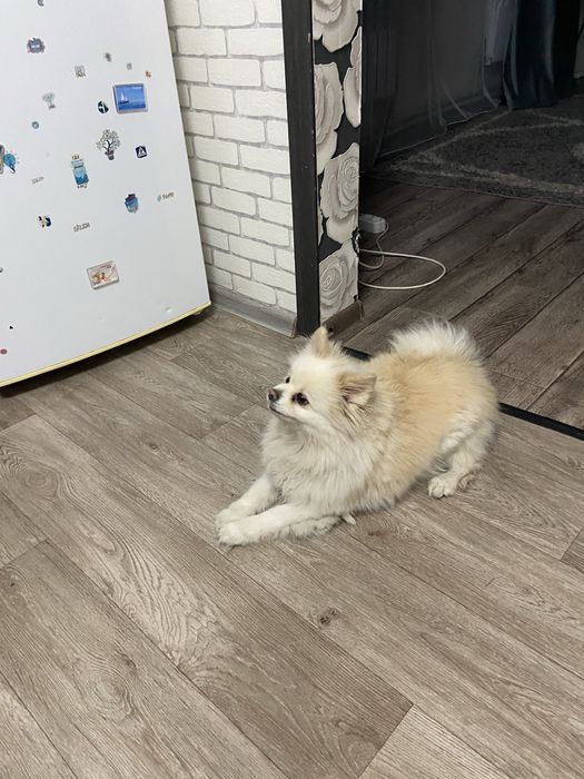 Продам шпится кабеля ему около 2 лет