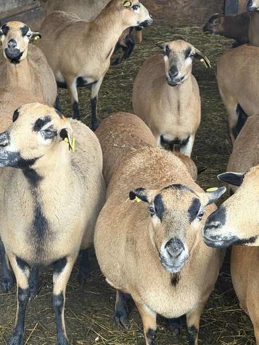 Vad turma de oi CAMERUN