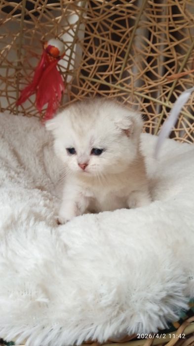 Britanski mushukchalar sotiladi