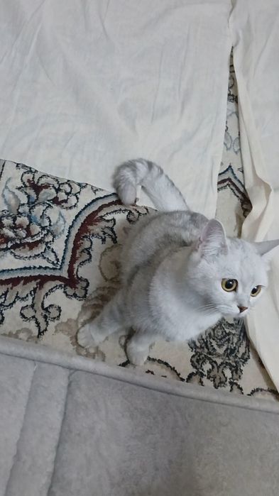 Шиншилла чистокровная