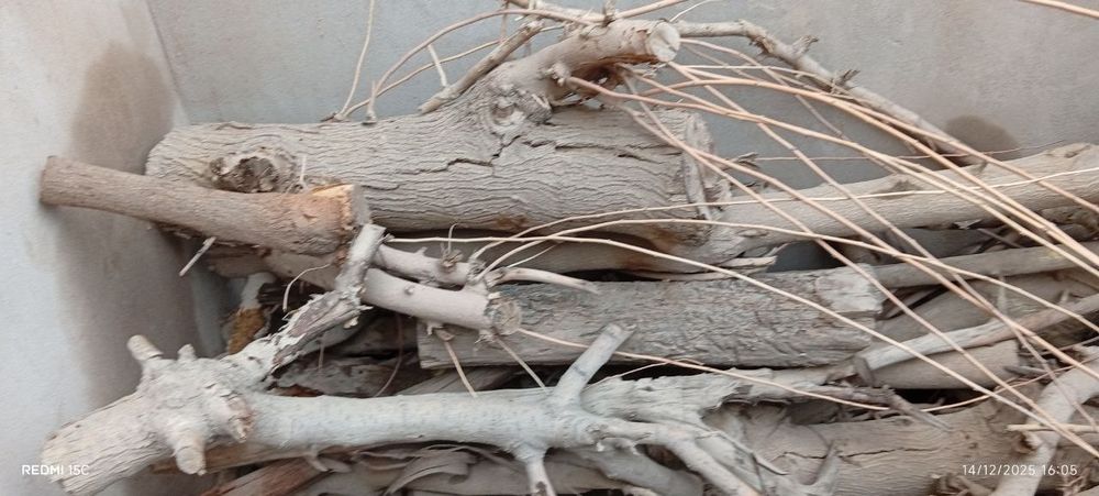 Утин сотилади, гужум ва тут шохолари