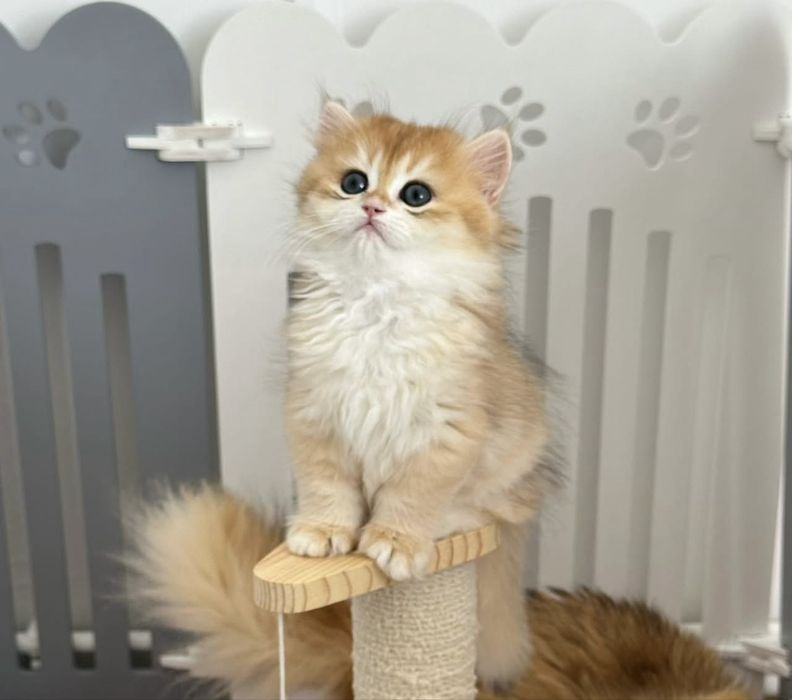 Băiețel bristish longhair,cu pedigree