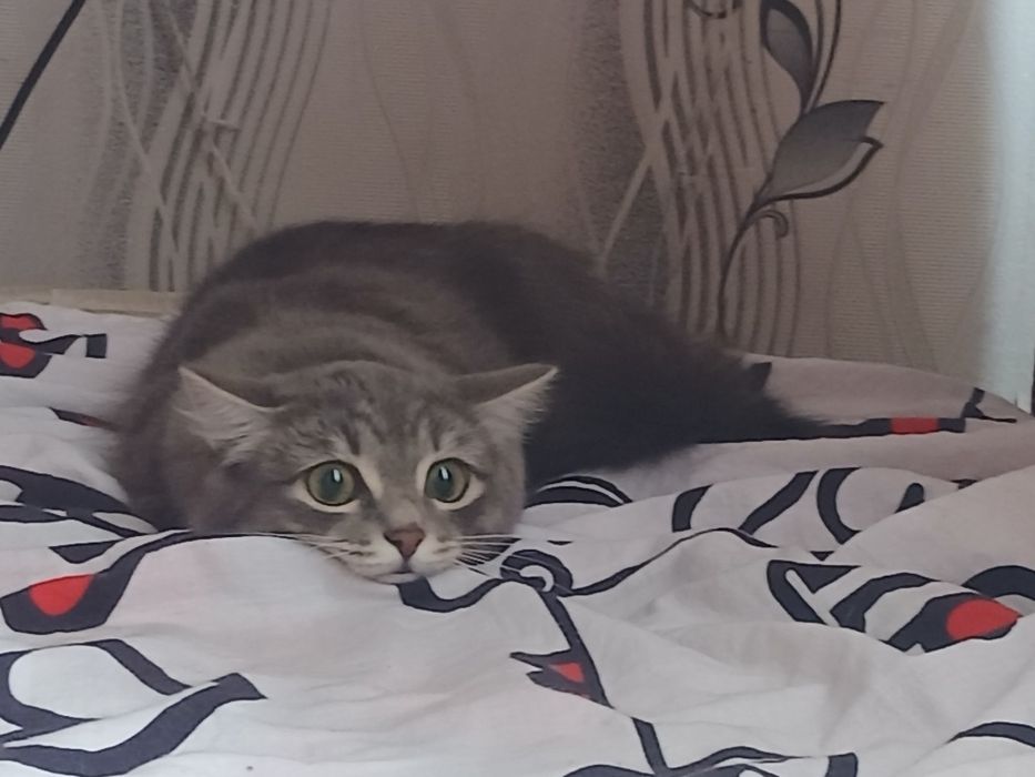Отдам кошечку в добрые руки