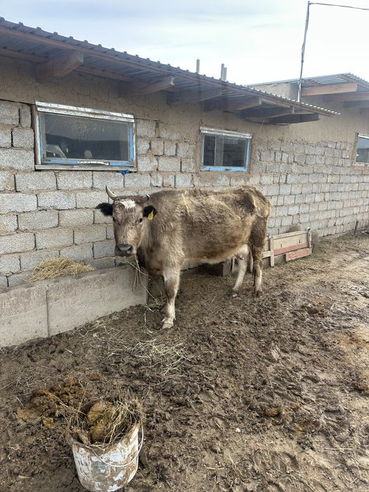 Корова с теленком