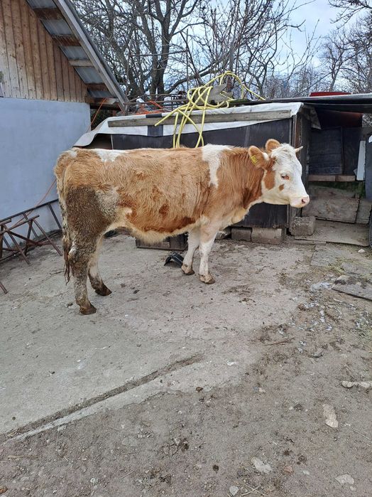 Juninca baltata gestanta