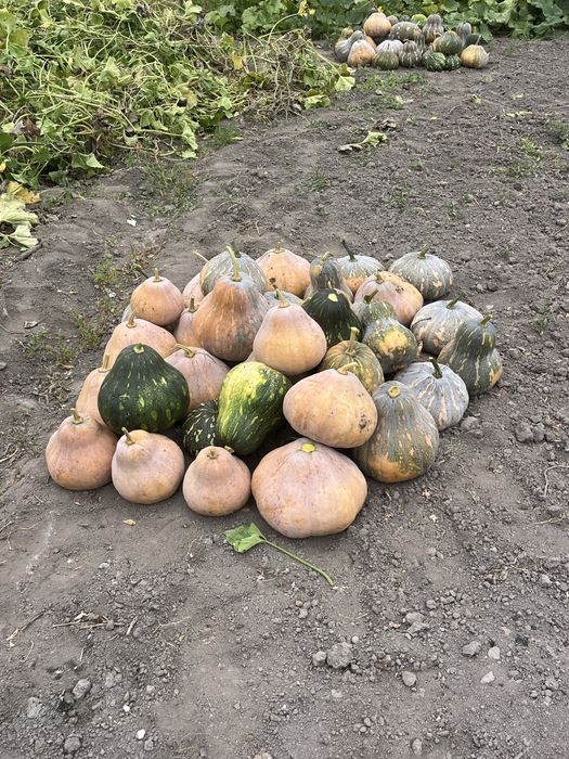 Продам тыкву мантная