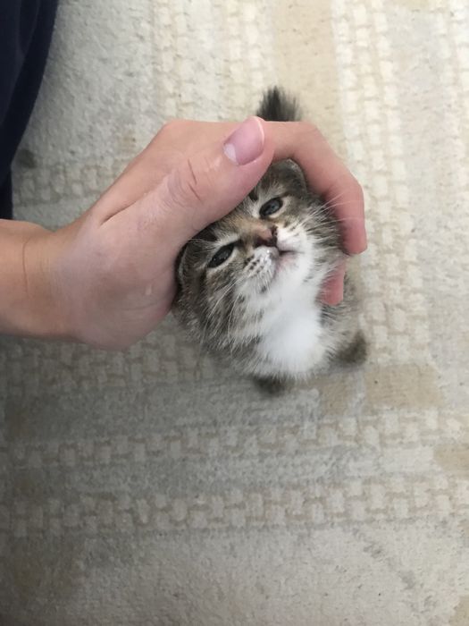 Котик в добрые руки