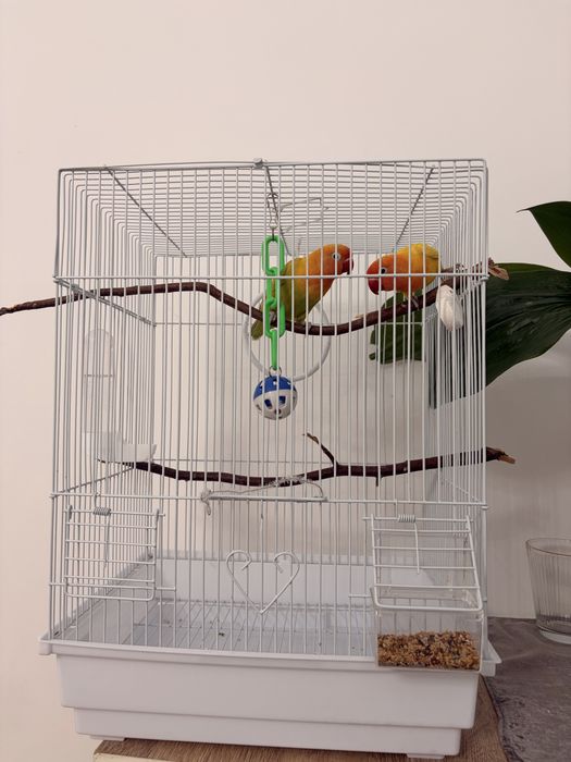 Попугаи неразлучники