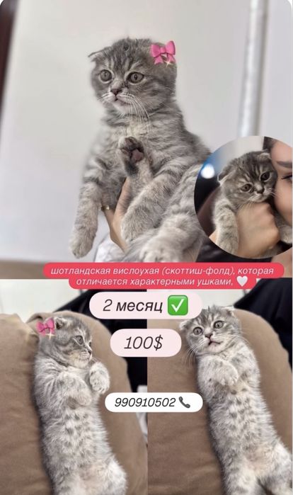 шотландская вислоухая
