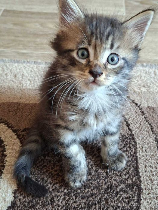 Отдам в добрые руки котят