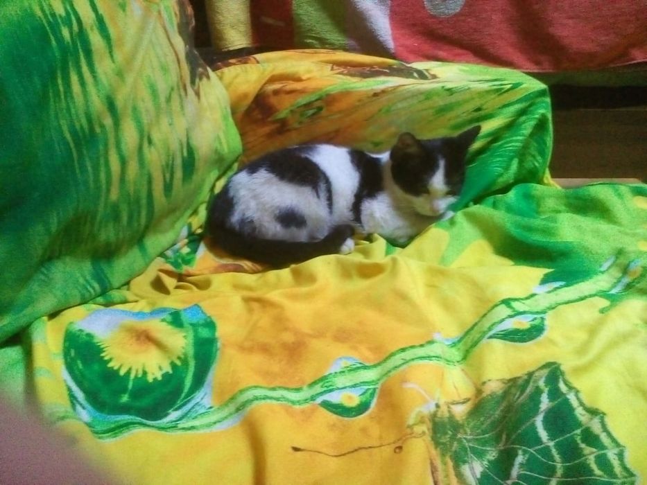 Отдам котёнка в добрые руки