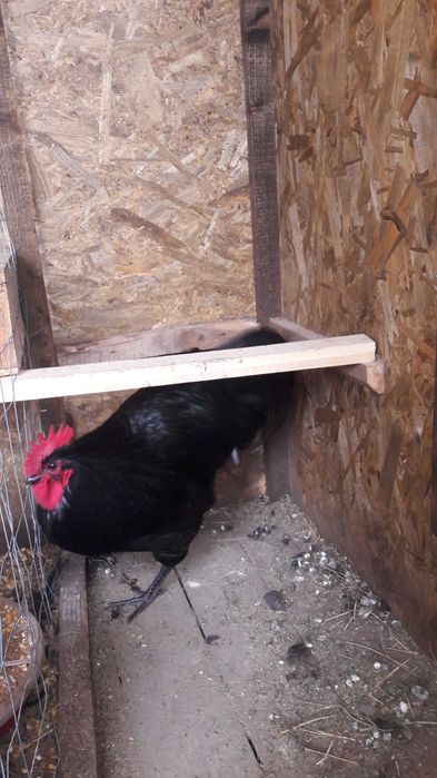 Vând ouă australorp