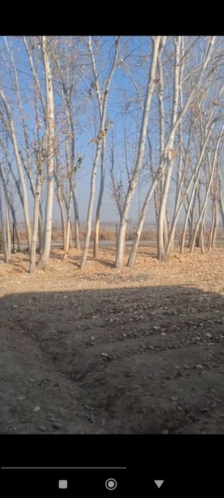 Koʻk teraklar sotiladi narxi kelishilgan holda