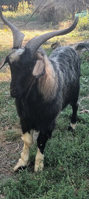 Tap alpin Francez       1 an  jumate