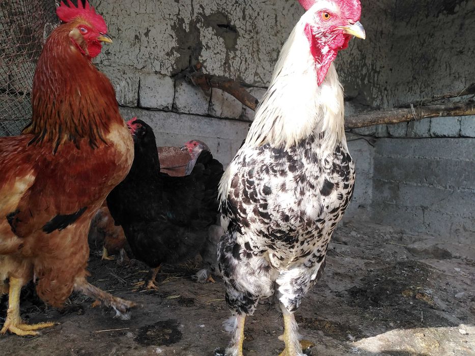 Брама товук тухумлари сотилади