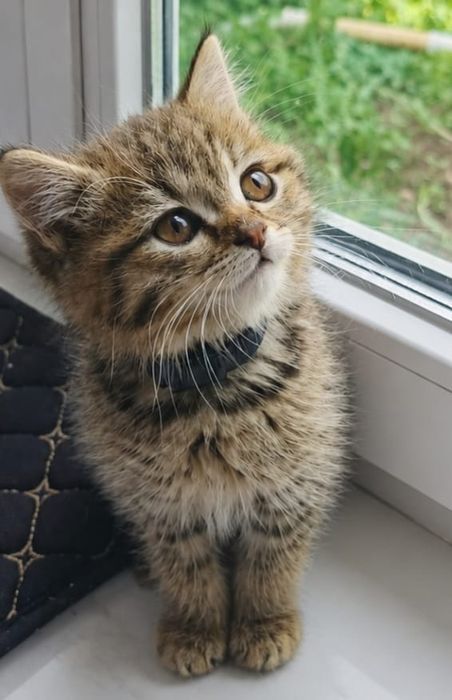 Отдам котят в очень хорошие ручки)