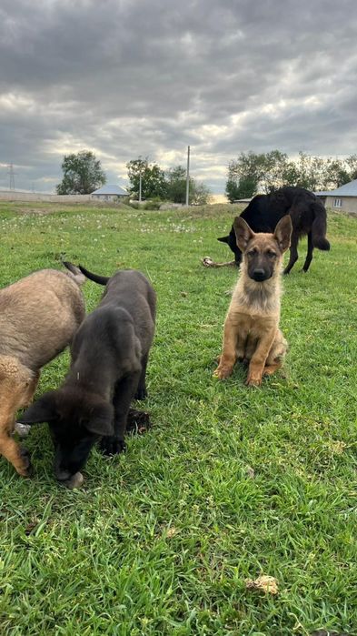 Бельгиски овчарка