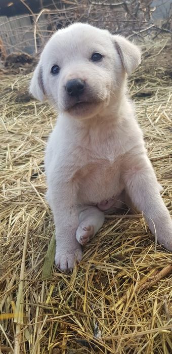 Отдам щенков бесплатно