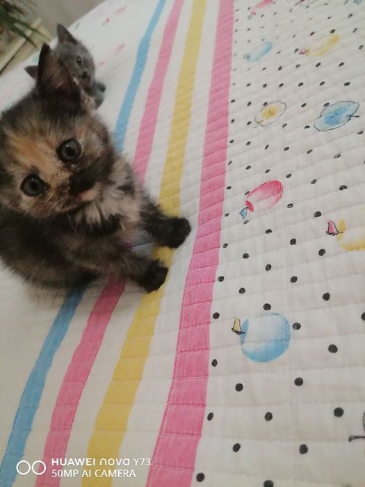 Котята ищут семью