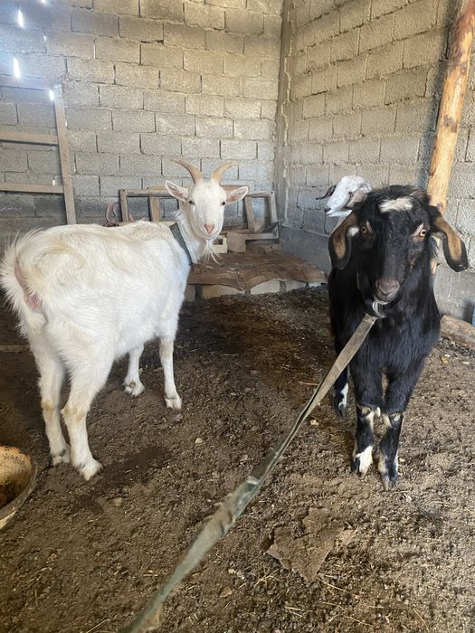 Козлы российской породы