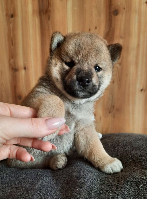 Продажа щенков сиба-ину