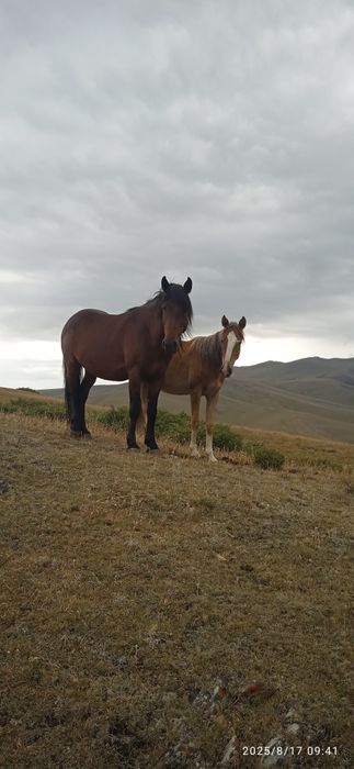 Скотник табунщик