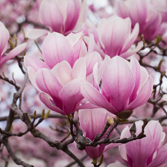 Magnolia soulangeana roz alba mov Susan