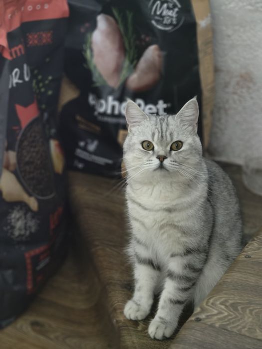Котята Бикалорные Элитные