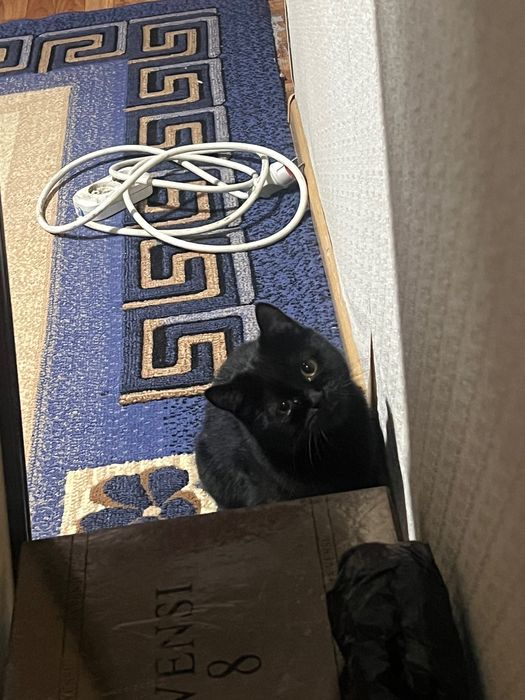 Отдам кошку Блэкки в добрые руки