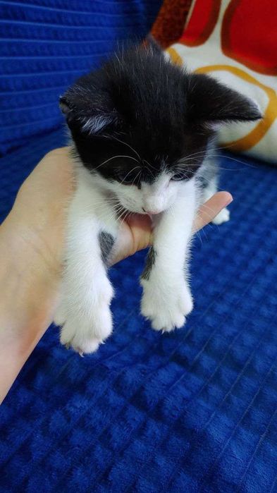 Отдам даром котенка.мальчик.кушает самостоятельно,к лотку приучен.