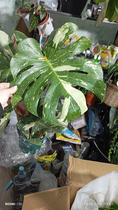 Монстера Тайское созвездие