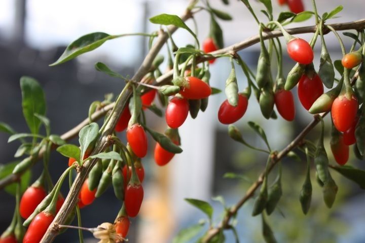 Arbusti Fructiferi (GOJI )