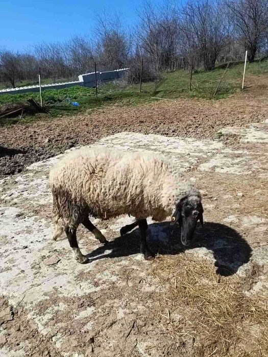 Продавам ОВЕН за разплод, от Селекционет център!