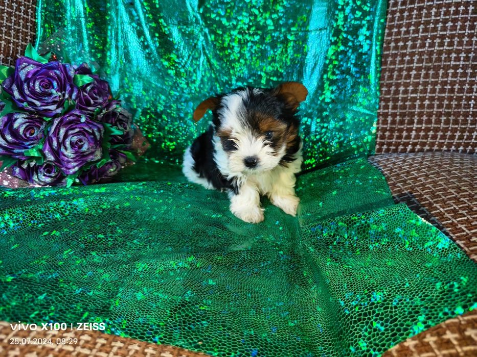 Продам щенков бивера.