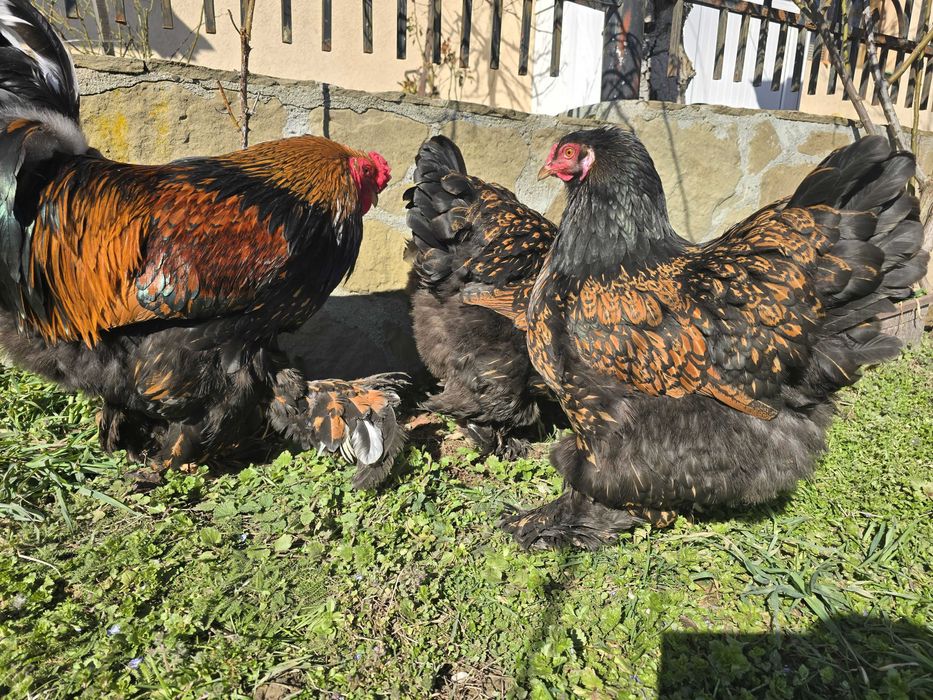 Продавам разплодни яйца от Златно кантирана Брама [Gold Laced Brahma]